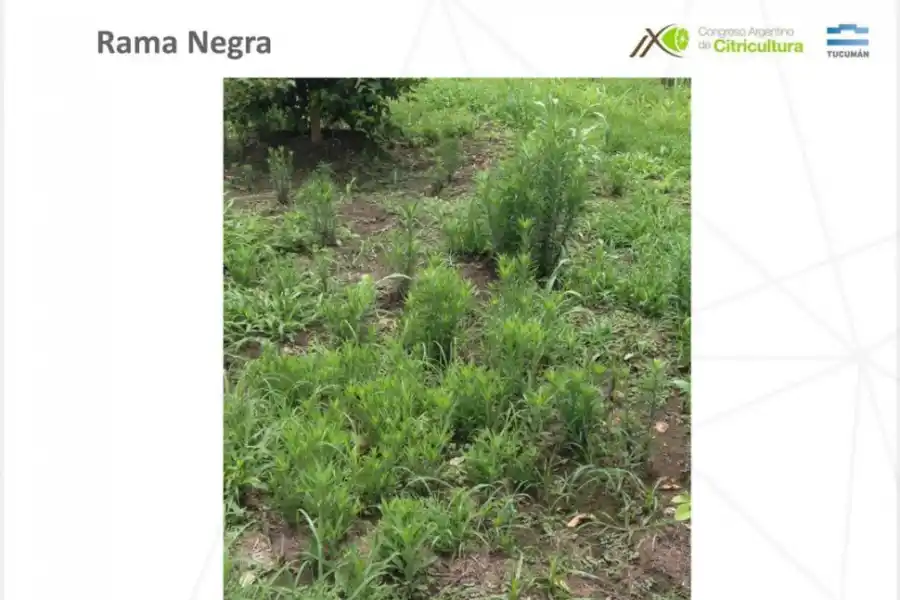 OTRA MALEZA. La imagen muestra ataque de “Rama negra” en una finca.