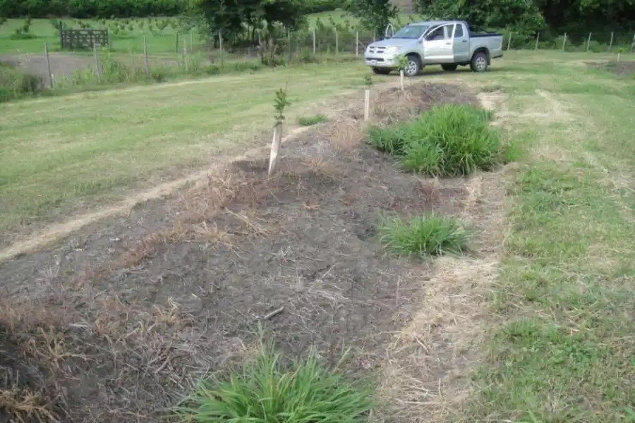 PRESIÓN. Plantas de “Echnichcloa colona” creciendo junto a limoneros.