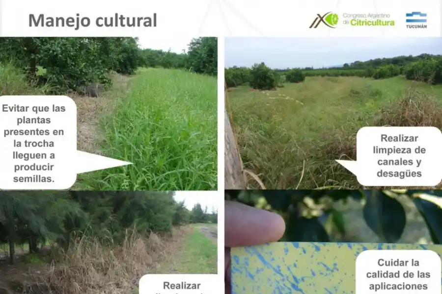 RECOMENDACIONES. Mostramos algunas de las principales sugerencias a implementar con el manejo de cultural.