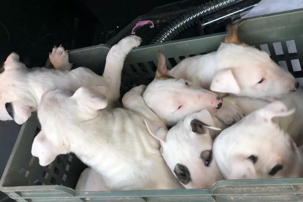 CAMINO A CASA. Los seis cachorros de Bull Terrier momentos antes de ser entregados a sus dueños.