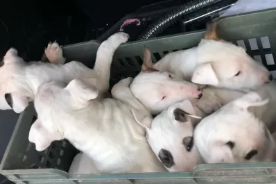 Recuperaron los siete perros que habían sido robados en dos asaltos
