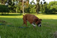 Razas peligrosas y razas buenas: ¿mito o verdad?