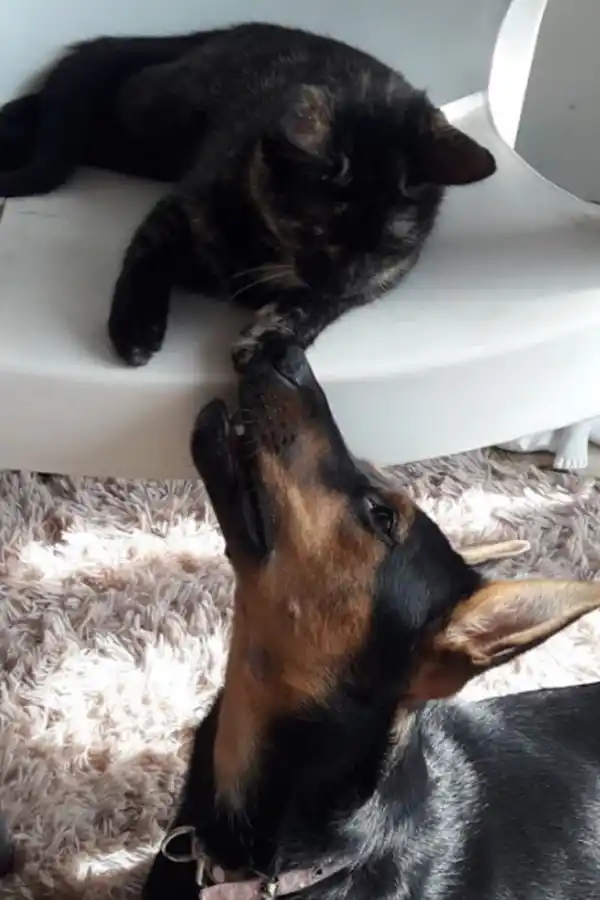 Razas peligrosas y razas buenas: ¿mito o verdad?