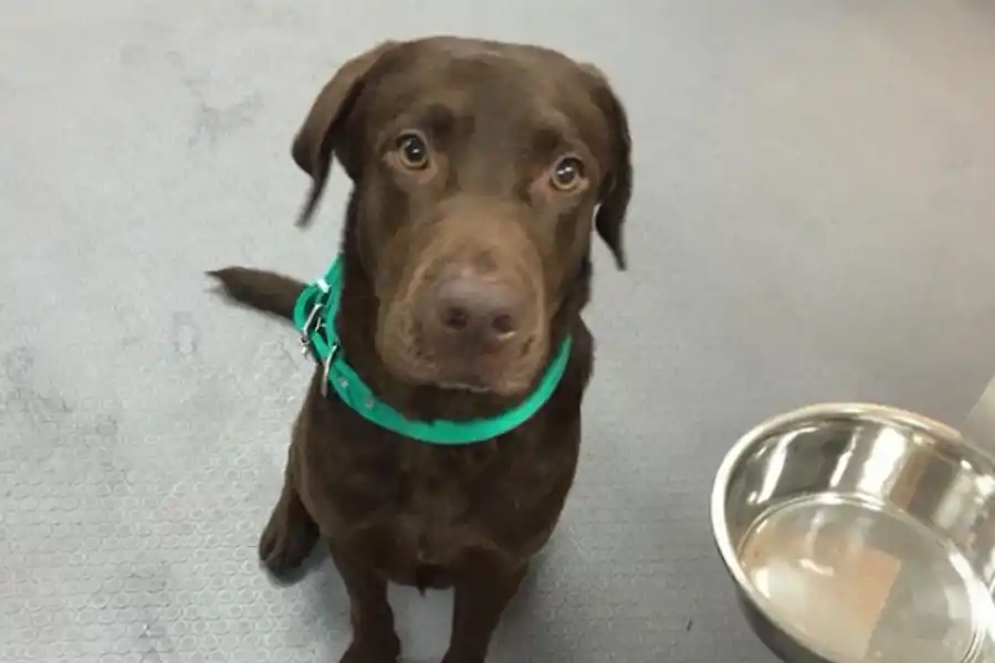 Razas peligrosas y razas buenas: ¿mito o verdad?