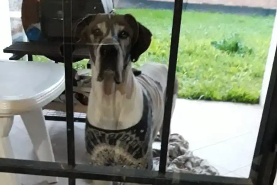 Razas peligrosas y razas buenas: ¿mito o verdad?