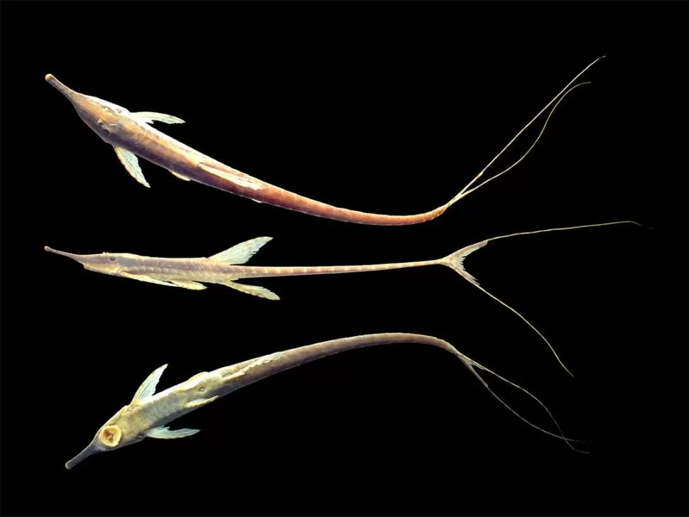 DETALLE. El pez del Bermejo visto de arriba, de lado y de abajo: ahí es notoria la boca redonda. foto: gentileza de Marcos Mirande/UEL