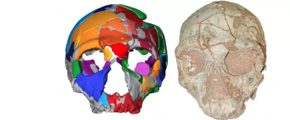 DOS CRÁNEOS JUNTOS. A la izquierda, el Neandertal. El otro, Homo sapiens.  