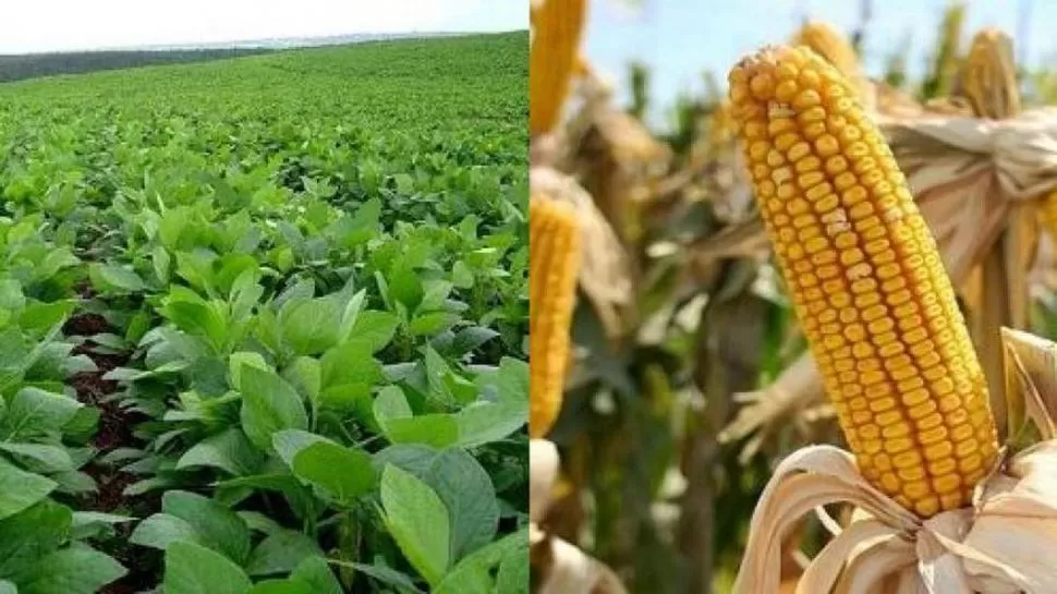 CAMPAÑA 2018/2019. El 76% de la superficie del agrosistema soja/maíz fue sembrada al menos una vez con maíz. 