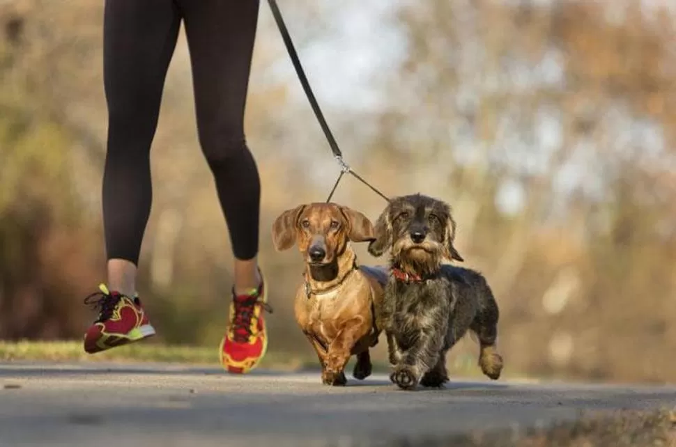 TRAINING. Salir a caminar o trotar con nuestros perros ayuda a distendernos y a que el ejercicio físico se convierta en una actividad divertida. 
