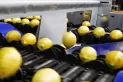 Agenda económica: limones a la india