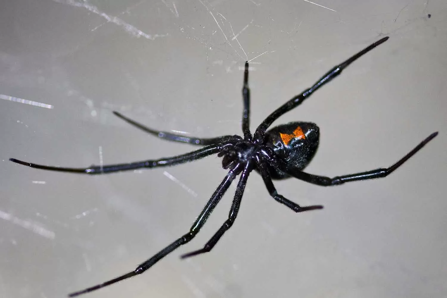 Descubren que los machos de una especie de araña que hay en Tucumán pueden picar humanos