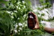 Cannabis medicinal: la demanda social exige cambios en materia jurídica