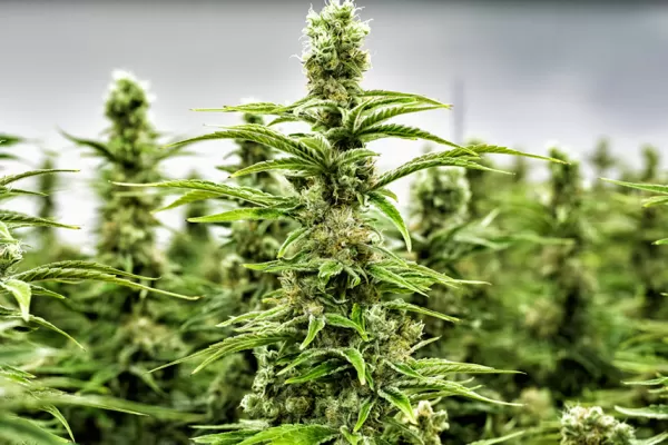 Cannabis medicinal: funcionarios en contra del autocultivo para distribución