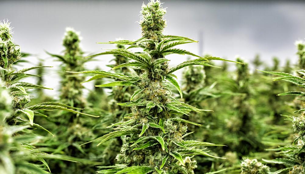 El uso medicinal del cannabis avanza mucho más rápido que la legislación vinculada, sostienen los especialistas.