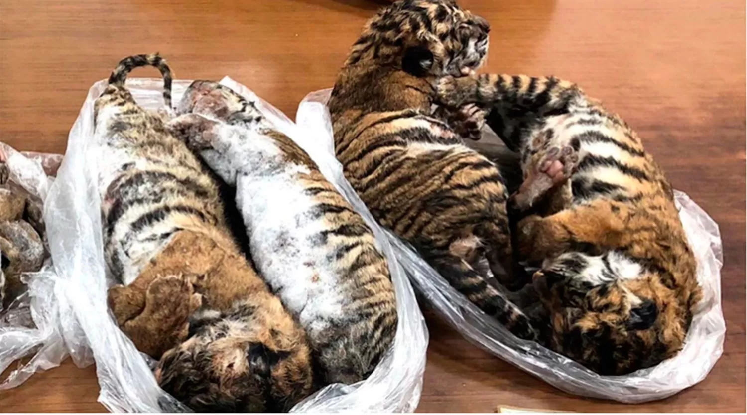 Detuvieron a un hombre con siete cachorros de tigre congelados