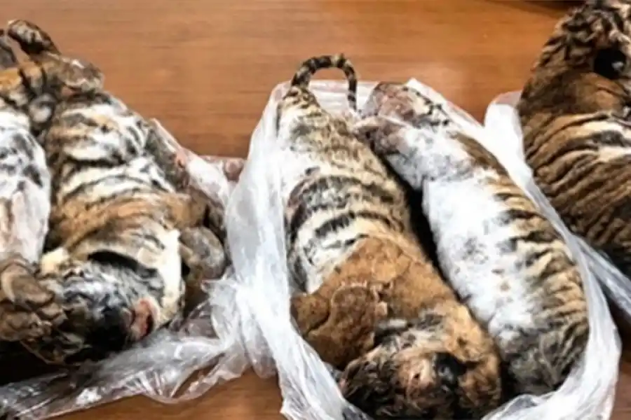 Detuvieron a un hombre con siete cachorros de tigre congelados