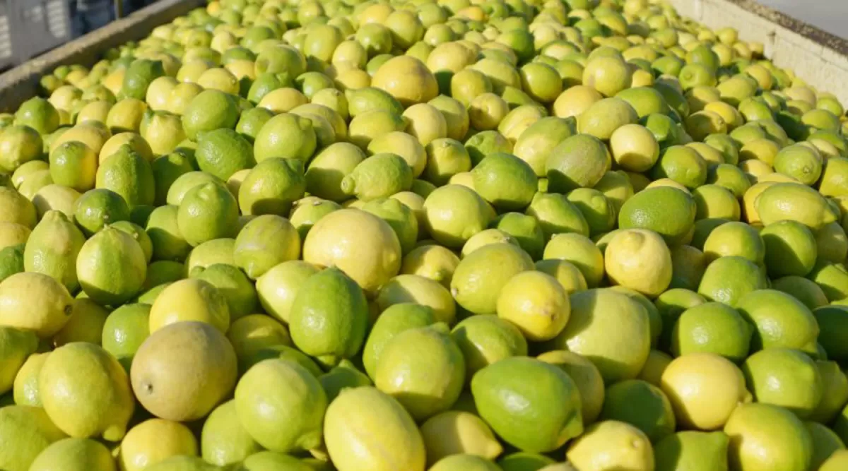 Limones tucumanos