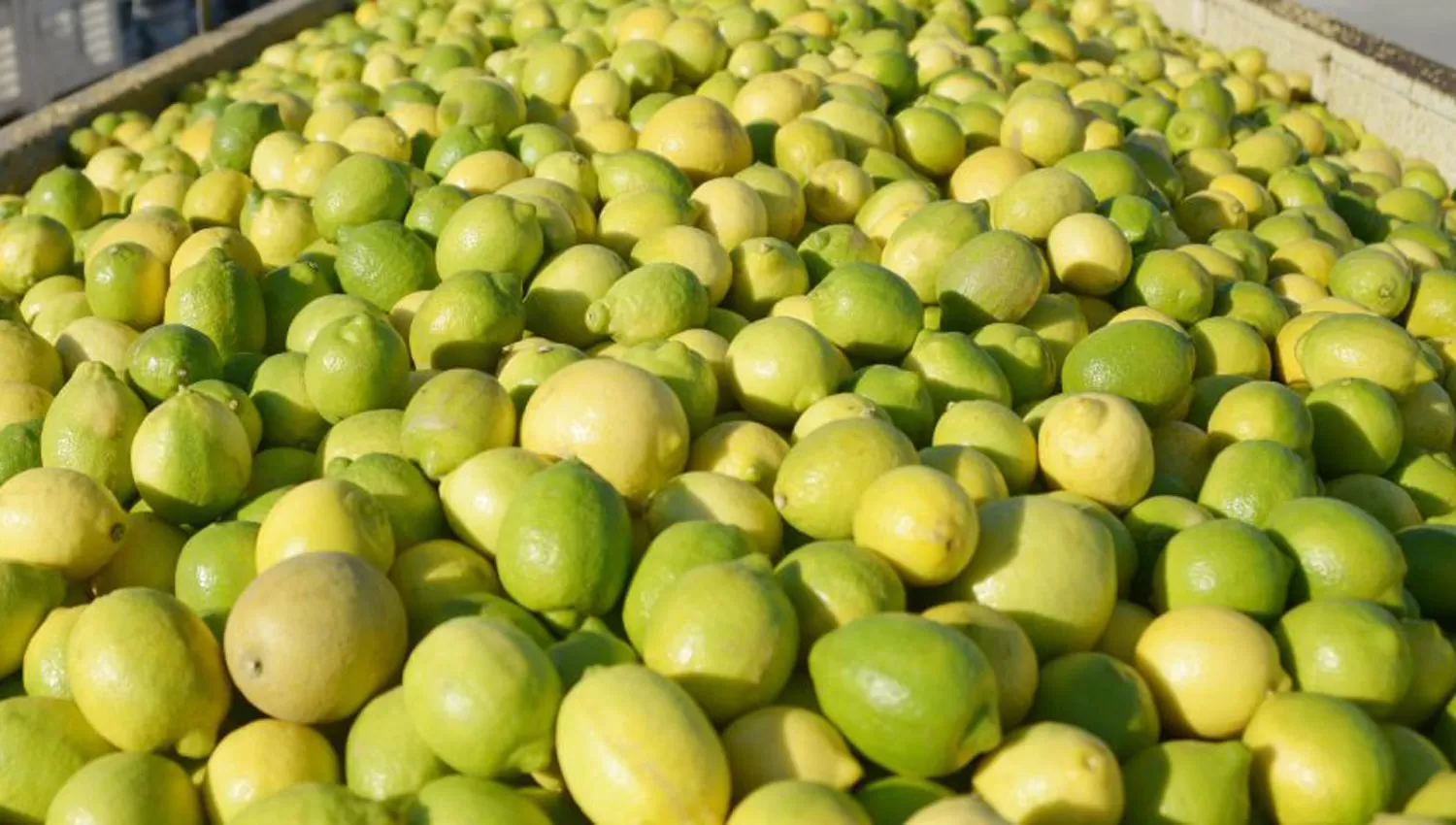 Limones calidad exportación fueron enviados a India.