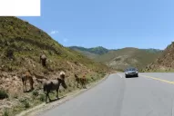 En el NOA no hay rutas libres de ganado