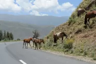 Animales sueltos: en el NOA se apuesta más a la concientización que al castigo