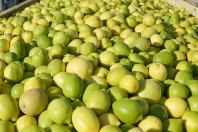 El lunes se define la continuidad de las exportaciones de limones a la Unión Europea