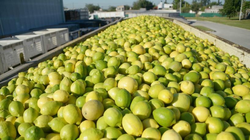 Es un hecho: Argentina comenzó a exportar limones tucumanos a la India 