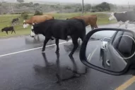 ¿Resultaste afectado por animales sueltos en las rutas tucumanas?