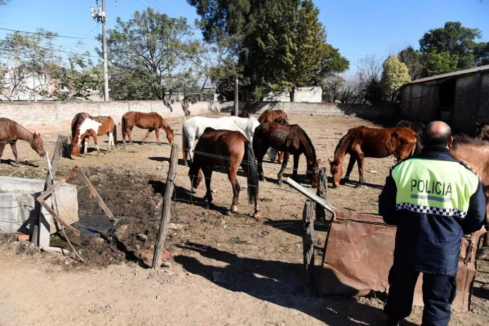 CORRALÓN. El comisario Saliz observa a los caballos secuestrados. La Policía los enumera para identificarlos. LA GACETA / FOTO DE ANALÍA JARAMILLO.-