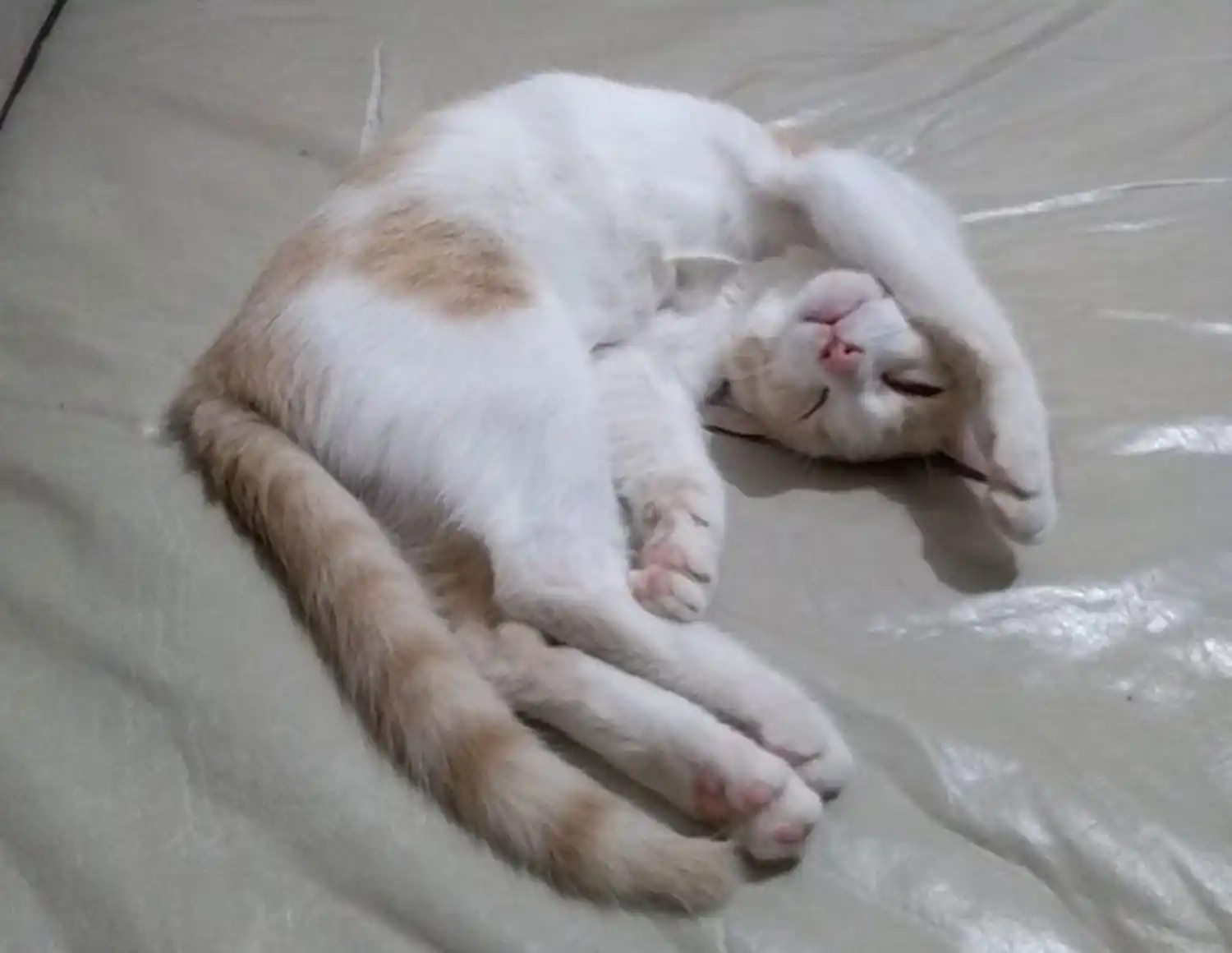 Mitos y verdades de la castración: todo lo que tenés que saber