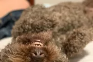 Mitos y verdades de la castración: todo lo que tenés que saber