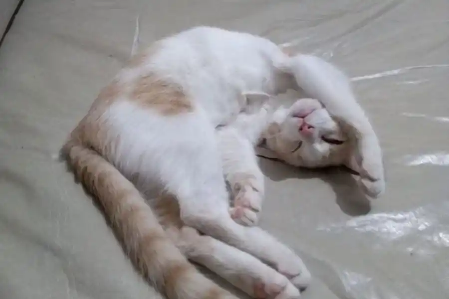 Mitos y verdades de la castración: todo lo que tenés que saber