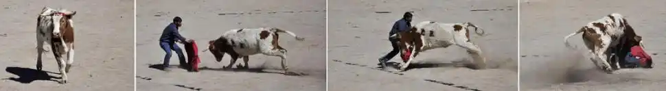 SECUENCIA TAURINA. El singular toreo de Daniel Cusi. Además de algunos magullones, le costó cerca de 20 minutos quedarse con la vincha.