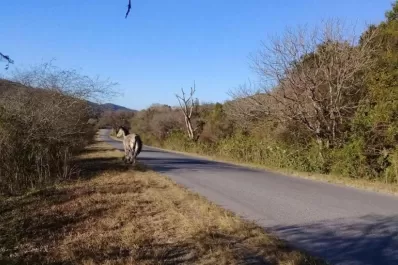 Peligro en las rutas: tres historias de conductores que se toparon con animales sueltos