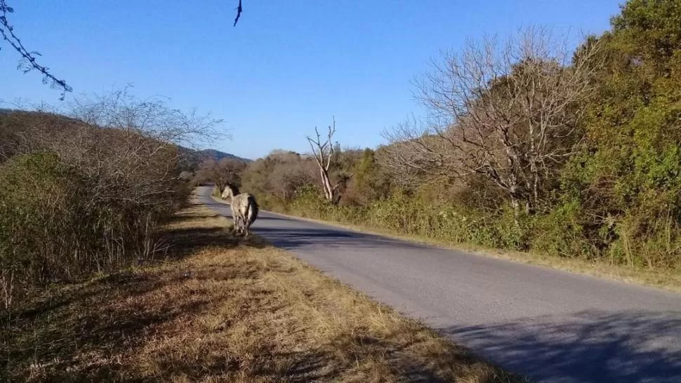 PELIGRO. UN caballo suelto en una ruta del interior tucumano.  