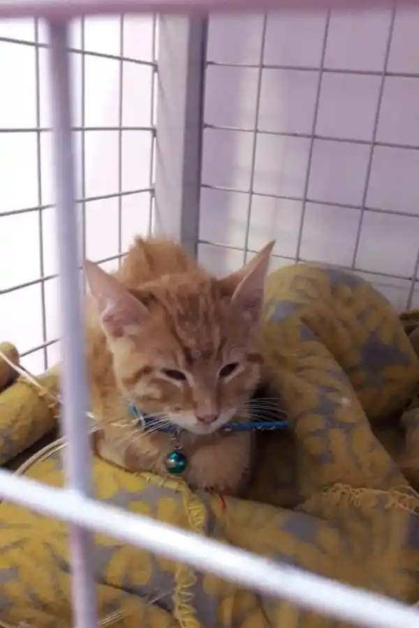 Son cirujanos pediátricos y ayudan a operar mascotas que tienen graves enfermedades