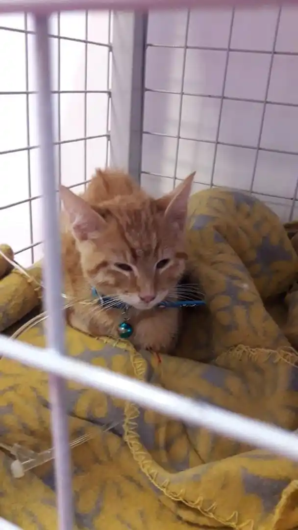 Son cirujanos pediátricos y ayudan a operar mascotas que tienen graves enfermedades