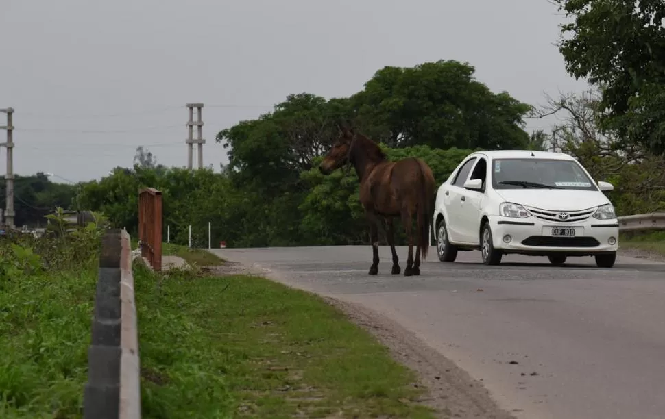 MUY PELIGROSO. Un caballo está parado sobre una ruta tucumana y a su lado avanza un auto. Este tipo de situaciones son habituales en los caminos. LA GACETA / FOTO DE JOSÉ NUNO.-