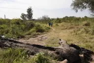 “Tenía cuatro años, no se puede ahorcar solito”