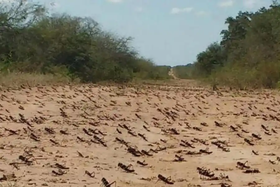 DE PASEO. Las langostas se mueven en busca de comida y para oviponer. 