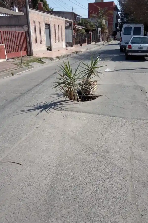 Piden que se limpien los techos de los quioscos que venden flores y cactus