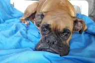 A la Cucha: qué es el moquillo y cómo combatirlo