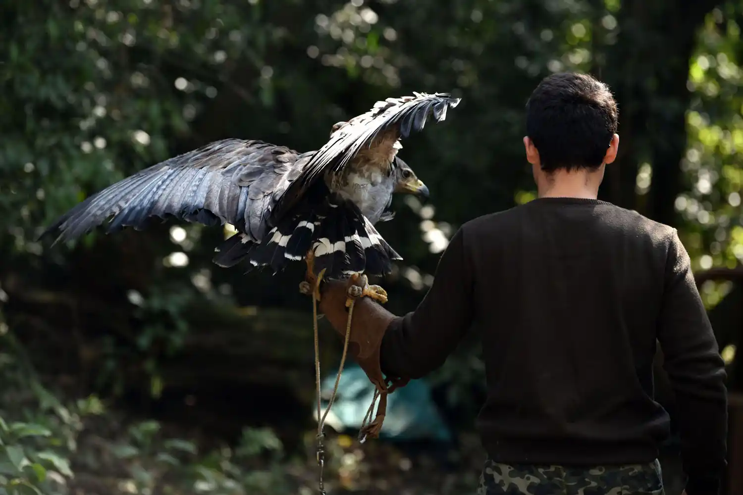 El poder de las aves rapaces
