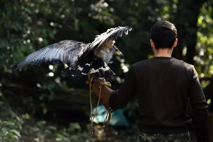El poder de las aves rapaces