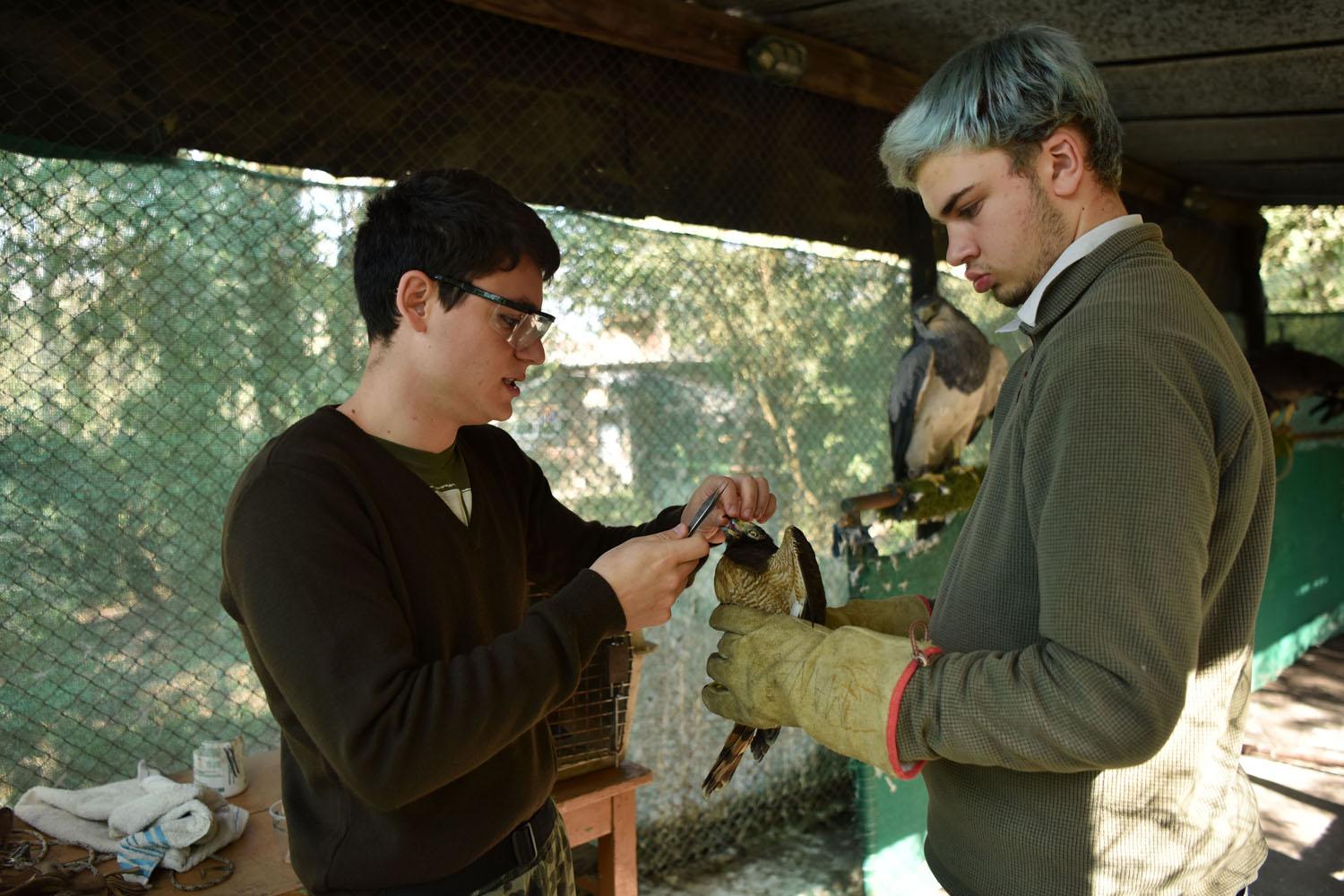 - EL CUIDADO DE UN ANIMAL ENFERMO. Ramiro y Agustín alimentan a un ave herida.-