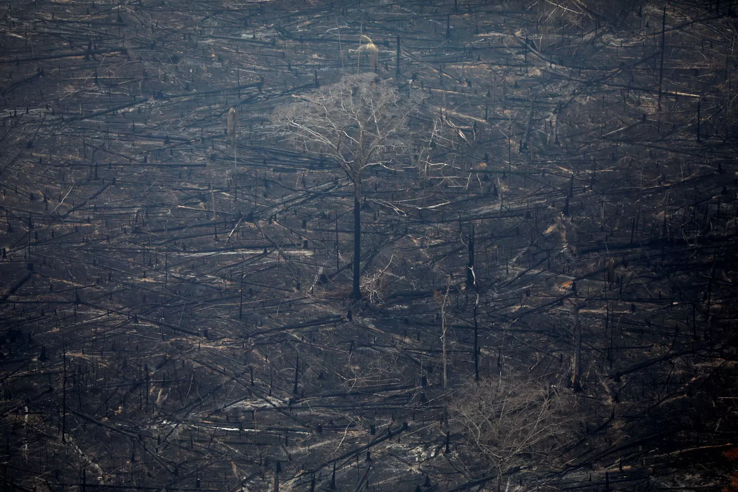 DESASTRE. Una imagen aérea retrata la destrucción de la selva del Amazonia en Brasil, por el fuego. REUTERS