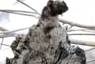 Hay que recuperar más que el Amazonia