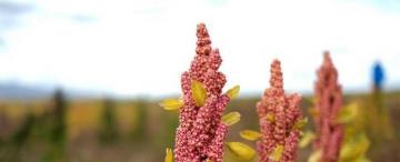 La quinoa tucumana viaja a Canadá para germinar en condiciones extremas