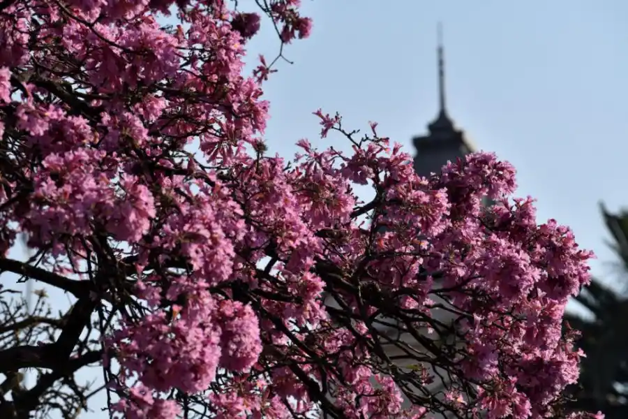 BELLEZA. Flores de un lapacho.