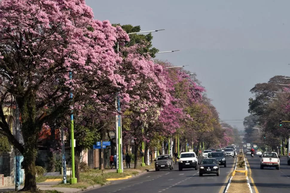 AVENIDA MATE DE LUNA. Los lapachos rosados y sus pares amarillos y blancos relucen en las avenidas tucumanas. la gaceta / fotos de inés quinteros orio 