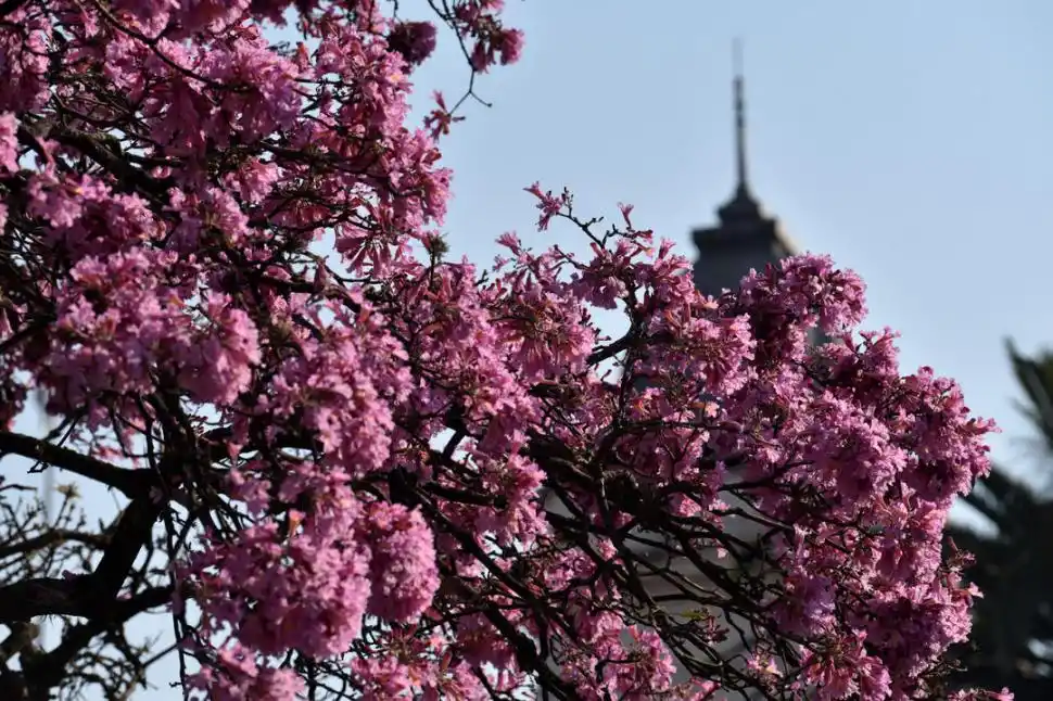 BELLEZA. Flores de un lapacho.
